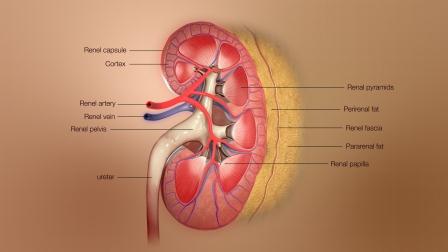 10 Symptoms Of Kidney Damage / लक्ष्ण किडनी ख़राब होने पर