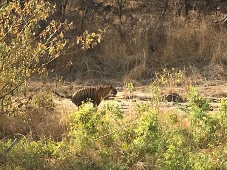 RANTHAMBORE National Park( Trinetra Ganesha Temple)