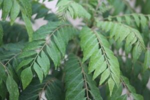 CURRY LEAVES OIL--Hair fall