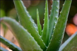 ALOE VERA  OIL--Hair Fall