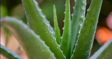 Aloe Vera Gel/एलोवेरा क्वीन ऑफ़ हर्ब्स के चमत्कारिक फायदे