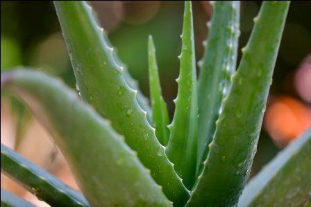 Aloe Vera Gel/एलोवेरा क्वीन ऑफ़ हर्ब्स के चमत्कारिक फायदे