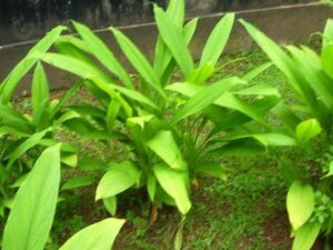 Turmeric Plant _ Haldi Plant