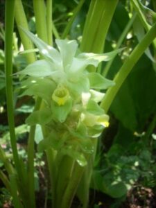 हल्दी का पौधा - Turmeric Plant with Flower