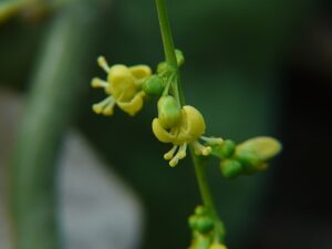 गिलोय फूल_ Giloy Flower