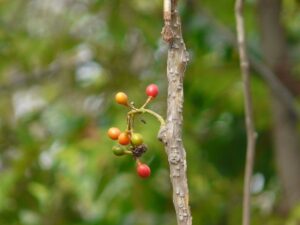 Giloy Fruit