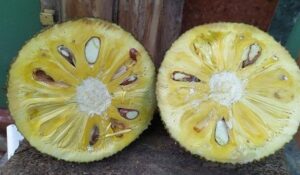  Jack Fruit