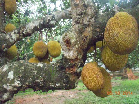 Jack Fruit |12 फायदे चमत्कारिक फल कटहल खाने के और नुकसान