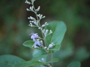 निर्गुण्डी (Nirgundi Flower)