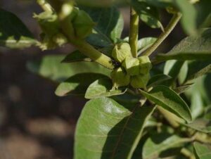 अश्वगंधा (Ashwagandha)