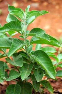 अश्वगंधा का पौधा (Ashwagandha Plant )