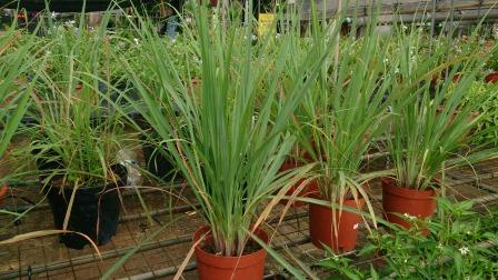 लेमन ग्रास (Lemon Grass)