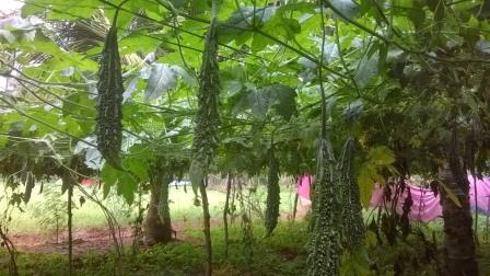 Karela (Bitter Gourd Gardening)