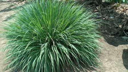 लेमन ग्रास (Lemon Grass)