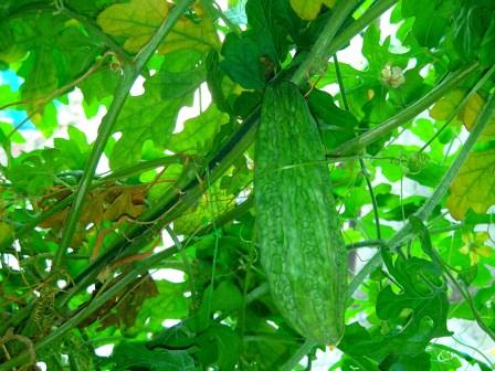 Karela-डायबिटीज व रोगों का प्राकृतिक इलाज़ / Bitter Gourd