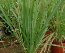 14 Benefits Of Lemon Grass | लेमन ग्रास के फायदे In Hindi