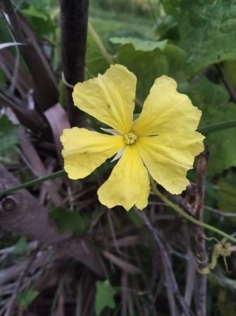 Karela Flower (Flower of Bitter Gourd)