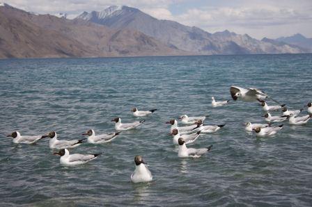 Birds In Pangong Lake _ Leh Ladakh