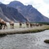 Nubra Valley