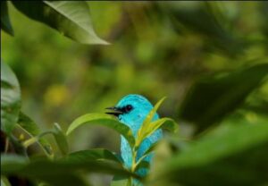 Verditer Fly Catcher Bird - Great Himalayan National Park