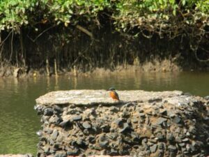 King Fisher Bird _Dr. Salim Ali Bird Sanctuary (Goa)