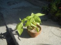 Insulin Plant grow in pot