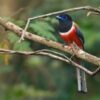 Malabar Trogon _ Kudremukh