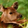 Sambar Fawn _ Kudremukh