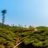 Tea Estate ( Kudremukh)