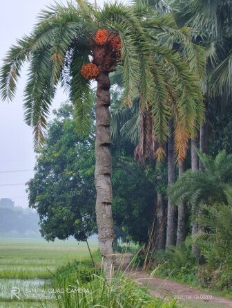 Benefits of Dates – खजूर के फायदे एवं सावधानियां