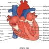 Structure Of Heart _ Heart Attack