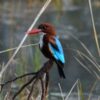 Bharatpur - Bird Sanctuary( King Fisher)