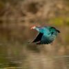 Bharatpur _ Keoladeo National Park(Blue bird)