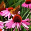 Echinacea _ Sore Throat