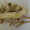 Marshmallow Root _ Sore Throat