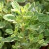 Oregano _ Sore Throat