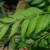 Curry Leaves for Grey Hair