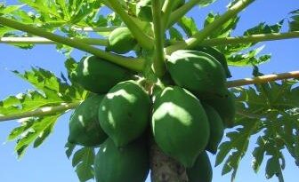 Papaya Tree – ग्रीन पपाया, सीड्स, बेनिफिट्स, In Hindi