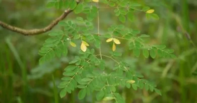 Moringa Oleifera-प्रकृति का उपहार सहजन, के फायदे In Hindi