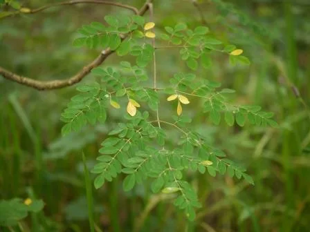 Moringa Oleifera-प्रकृति का उपहार सहजन, के फायदे In Hindi