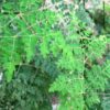 Moringa Oleifera_ Sahjan