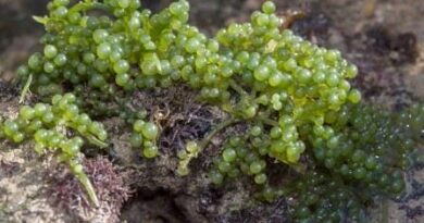 Sea Grapes – चमत्कारों की खोज, महासागर से एक पोषण खजाना