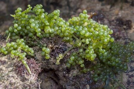 Sea Grapes – चमत्कारों की खोज, महासागर से एक पोषण खजाना