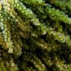 Sea Grapes