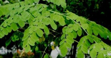 Moringa Magic Leaf Powder Capsules-Daily Health Boost