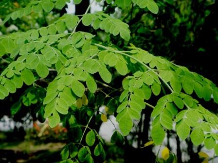 Moringa Magic Leaf Powder Capsules-Daily Health Boost