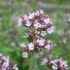 Oregano Flower