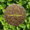 Dried Oregano