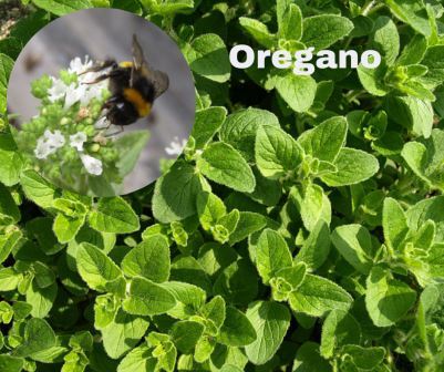 Oregano | प्लांट,ऑयल, न्यूट्रिशनल वैल्यू, बेनिफिट्स In Hindi