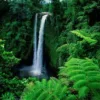 Forest Conservation_ waterfall